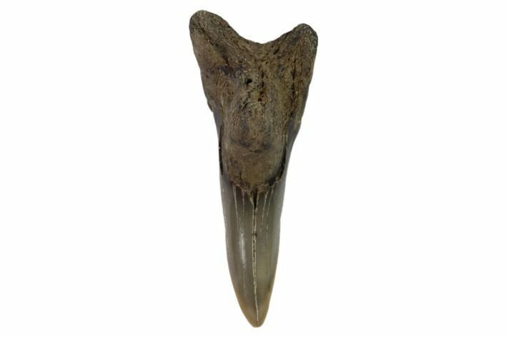 Lower Shark Tooth Fossil (Hemipristis) - Virginia #102133